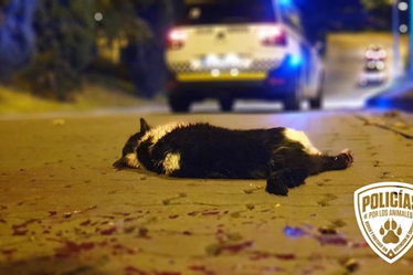 PROPUESTAS POLICIALES PARA LA PERSECUCIÓN DE LOS DELITOS CONTRA LOS ANIMALES